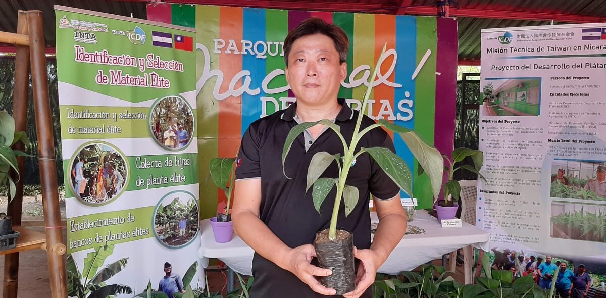 Plantas de plátano in vitro en el Parque de Ferias