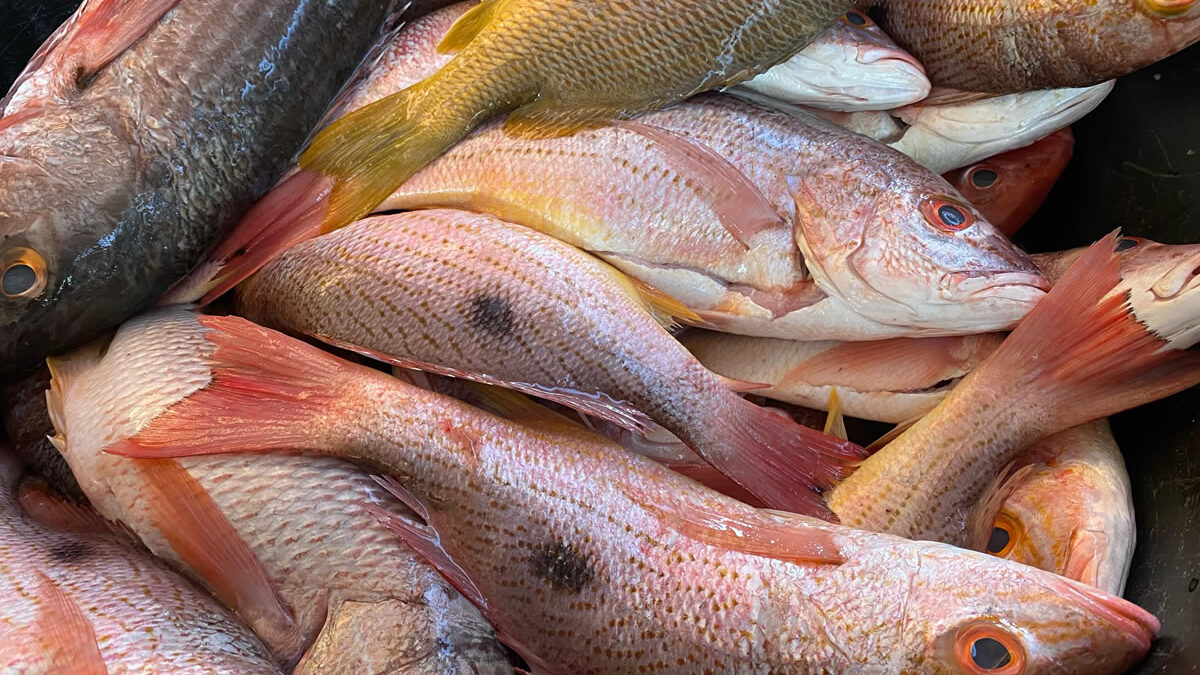 Bajan los precios de los productos del mar en los mercados de Managua