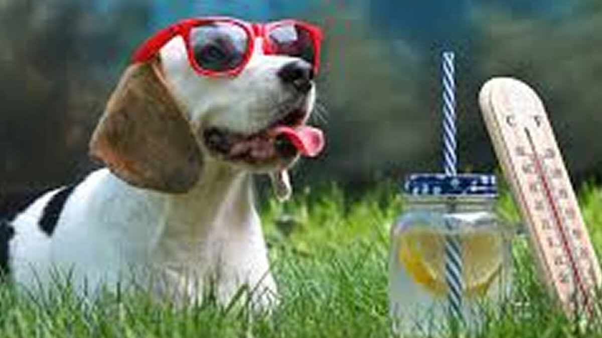 ¿Cómo proteger a nuestras mascotas del calor?